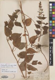 Type specimen at Edinburgh (E). Schimper, Georg: 1174. Barcode: E00134249.