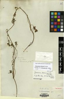 Type specimen at Edinburgh (E). Drummond, James: 4. Barcode: E00135018.