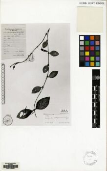 Type specimen at Edinburgh (E). Wang, Chi-Wu: 79443. Barcode: E00135057.