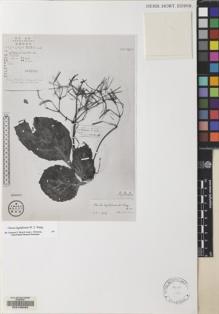 Type specimen at Edinburgh (E). Cao, Z.: 1058. Barcode: E00135062.