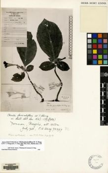 Type specimen at Edinburgh (E). Wang, Chi-Wu: 75397. Barcode: E00135065.