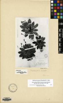 Type specimen at Edinburgh (E). Farges, Paul: 1379. Barcode: E00135070.