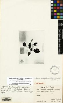 Type specimen at Edinburgh (E). Ling, Y.: 4182. Barcode: E00135073.