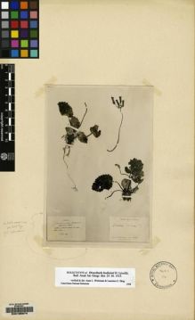 Type specimen at Edinburgh (E). Maire, Edouard-Ernest: . Barcode: E00135074.