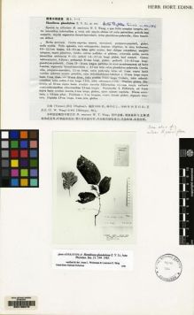 Type specimen at Edinburgh (E). Wang, Chi-Wu: 82402. Barcode: E00135075.