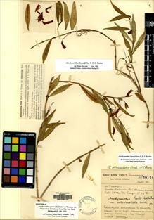 Type specimen at Edinburgh (E). Forrest, George: 20124. Barcode: E00135112.