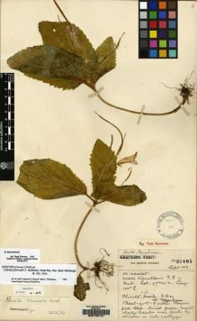 Type specimen at Edinburgh (E). Forrest, George: 22405. Barcode: E00135121.
