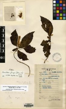 Type specimen at Edinburgh (E). Fang, W.: 3203. Barcode: E00135130.
