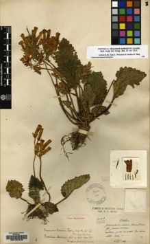 Type specimen at Edinburgh (E). Maire, Edouard-Ernest: . Barcode: E00135135.