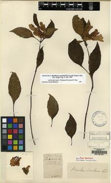 Type specimen at Edinburgh (E). Cavalerie, Pierre: 492. Barcode: E00135154.