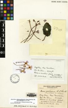 Type specimen at Edinburgh (E). Cultivated Plant of the RBGE (CULTE): C8467. Barcode: E00135157.