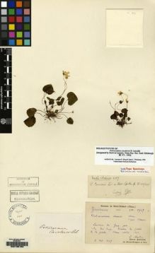 Type specimen at Edinburgh (E). Bodinier, Emile: 1907. Barcode: E00135163.