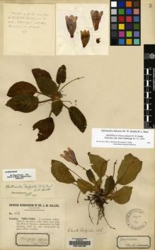 Type specimen at Edinburgh (E). Dalziel, John: 184. Barcode: E00135166.