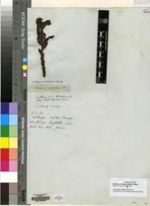 Type specimen at Edinburgh (E). Drège, Jean: S.N.. Barcode: E00135289.