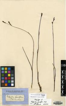 Type specimen at Edinburgh (E). Brown, Robert: 5571. Barcode: E00135343.