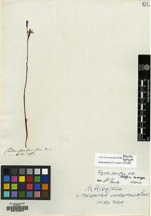 Type specimen at Edinburgh (E). Brown, Robert: 5571. Barcode: E00135344.