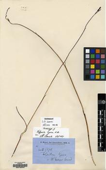 Type specimen at Edinburgh (E). Brown, Robert: 5574. Barcode: E00135345.