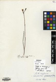 Type specimen at Edinburgh (E). Brown, Robert: 5573. Barcode: E00135346.