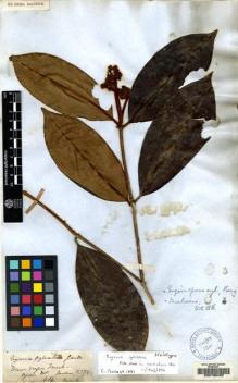 Type specimen at Edinburgh (E). Gardner, George: 414. Barcode: E00135420.