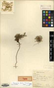 Type specimen at Edinburgh (E). Davis, Peter: 15389. Barcode: E00135522.