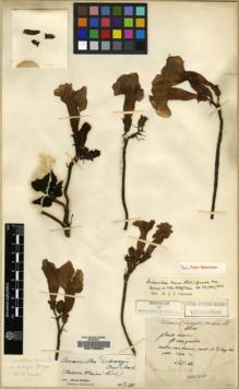 Type specimen at Edinburgh (E). Maire, Edouard-Ernest: 824. Barcode: E00135984.