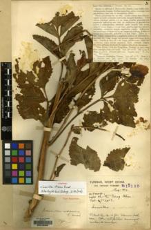 Type specimen at Edinburgh (E). Forrest, George: 13135. Barcode: E00135986.