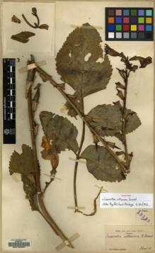 Type specimen at Edinburgh (E). Forrest, George: 13135. Barcode: E00135987.