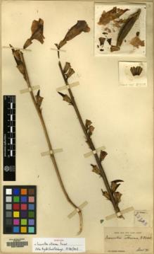 Type specimen at Edinburgh (E). Forrest, George: 13135. Barcode: E00135988.
