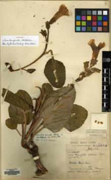 Type specimen at Edinburgh (E). Forrest, George: 12676. Barcode: E00135989.