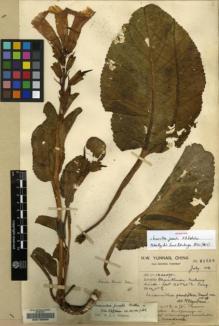 Type specimen at Edinburgh (E). Forrest, George: 21526. Barcode: E00135990.