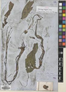 Type specimen at Edinburgh (E). Wallich, Nathaniel: 7260. Barcode: E00136125.