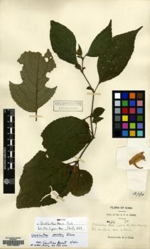 Type specimen at Edinburgh (E). Kerr, Arthur: 988. Barcode: E00136697.