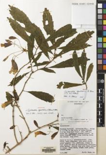 Type specimen at Edinburgh (E). Sands, Martin: 331. Barcode: E00137610.