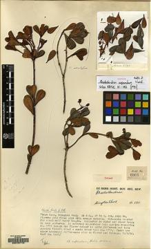 Type specimen at Edinburgh (E). Kingdon-Ward, Francis: 6801. Barcode: E00137715.