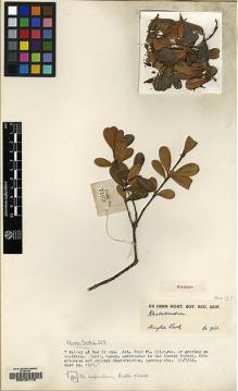 Type specimen at Edinburgh (E). Kingdon-Ward, Francis: 7163. Barcode: E00137716.