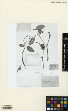 Type specimen at Edinburgh (E). Clemens, Joseph: 4733. Barcode: E00137736.