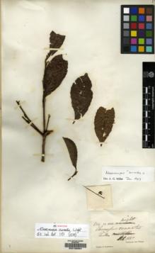 Type specimen at Edinburgh (E). Campbell, Jas.: 924. Barcode: E00138354.
