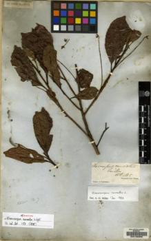Type specimen at Edinburgh (E). Campbell, Jas.: 924. Barcode: E00138358.