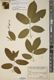 Type specimen at Edinburgh (E). Warnecke, Otto: 52. Barcode: E00138902.