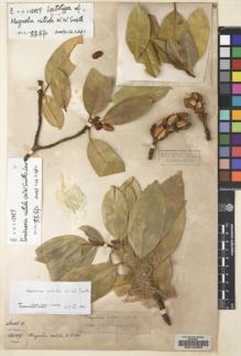 Type specimen at Edinburgh (E). Forrest, George: 15059. Barcode: E00140309.