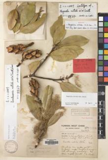 Type specimen at Edinburgh (E). Forrest, George: 15059. Barcode: E00140311.