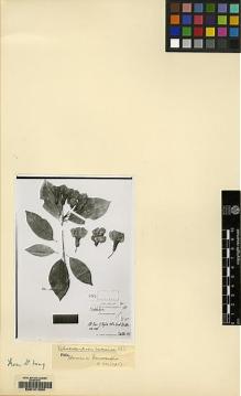 Type specimen at Edinburgh (E). E.Stresemann: 381. Barcode: E00141204.