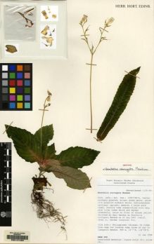 Type specimen at Edinburgh (E). Cultivated Plant of the RBGE (CULTE): C14965. Barcode: E00141423.