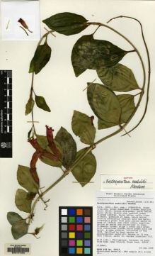 Type specimen at Edinburgh (E). Cultivated Plant of the RBGE (CULTE): C14966. Barcode: E00141424.