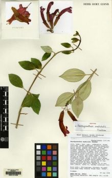 Type specimen at Edinburgh (E). Cultivated Plant of the RBGE (CULTE): C14966. Barcode: E00141425.