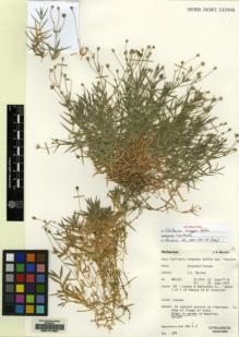 Type specimen at Edinburgh (E). Morton, John: NA5101. Barcode: E00141967.
