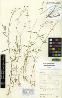 Type specimen at Edinburgh (E). Morton, John: NA5101. Barcode: E00141968.