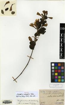 Type specimen at Edinburgh (E). Taquet, Emile: 2595. Barcode: E00142711.