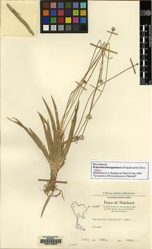 Type specimen at Edinburgh (E). Thai-Danish Expedition 1964: 10976. Barcode: E00142840.