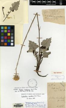 Type specimen at Edinburgh (E). Cavalerie, Pierre: 1778. Barcode: E00142863.
